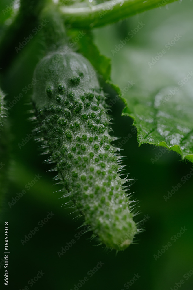 Fototapeta premium Cucumber growing in garden. Close up