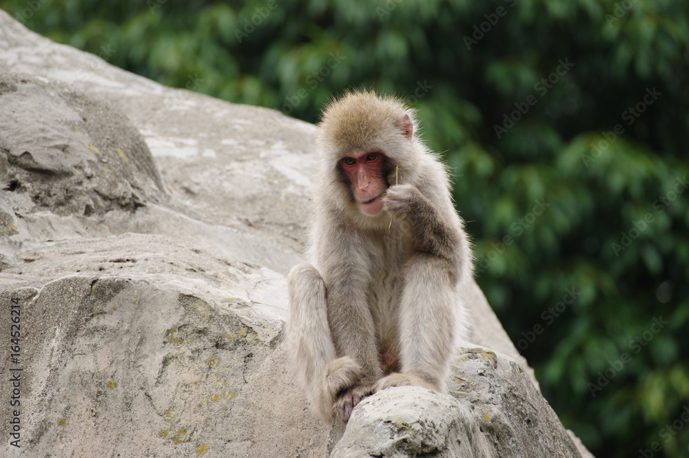 Naklejka premium 崖の上のニホンザル