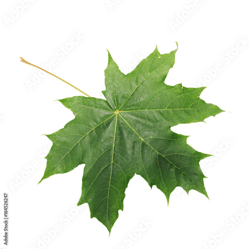 Green Maple Leaf isolated on white background. Clipping path included.