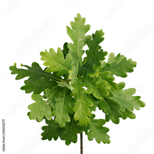 Green oak leaf isolated on white background