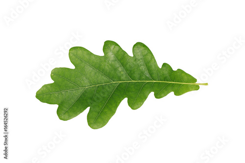 Green oak leaf isolated on white background
