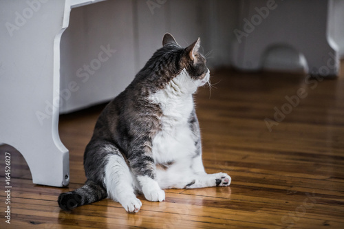 Fototapeta Naklejka Na Ścianę i Meble -  Funny Fat Cat Sitting in the Kitchen