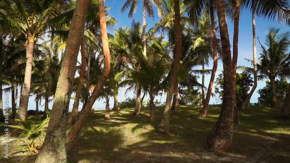 Palm trees on nice green grass, tilt down, tropical landscape Palm trees on nice green grass, tilt down, tropical landscape