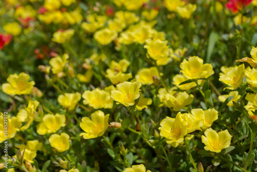 Portulaca flowers in the garden.