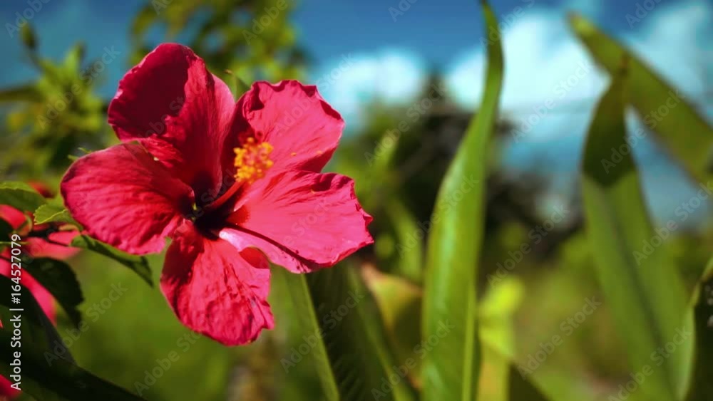 Pink Hibiscus flower, shallow depth of field Pink Hibiscus flower, shallow depth of field