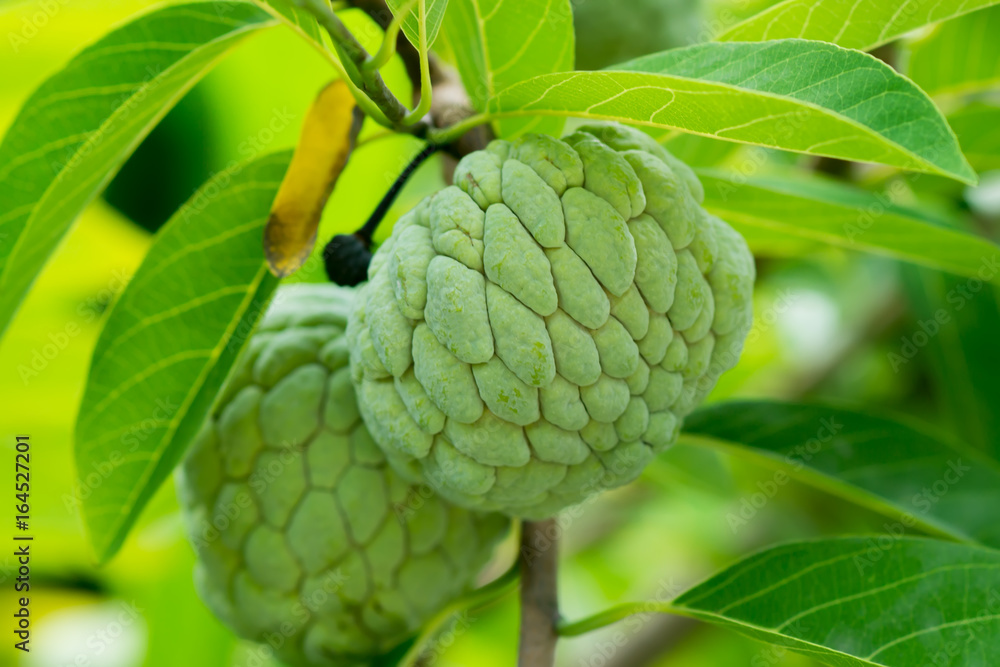 Sugar apple fruit on tree. Sugar apple fruit on tree.