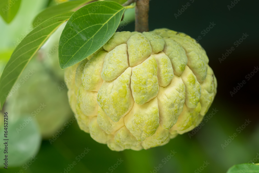 Sugar apple fruit on tree. Sugar apple fruit on tree.
