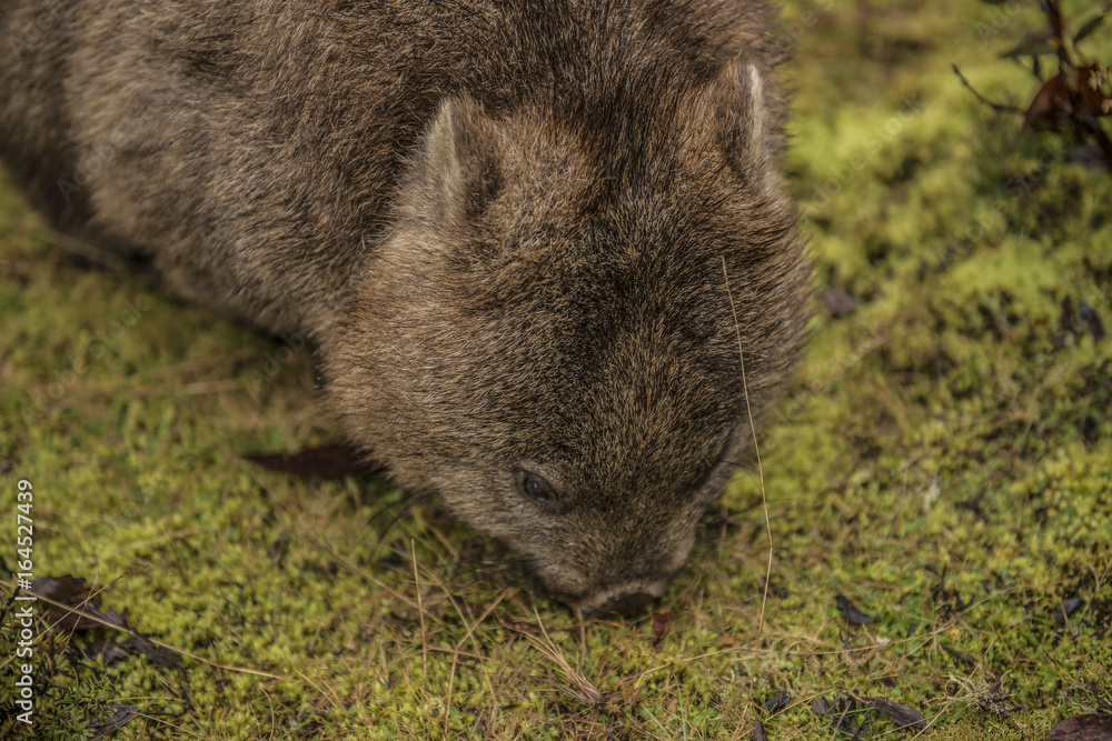 Large adorable wombat during the day looking for grass to eat in Cradle Mountain, Tasmania