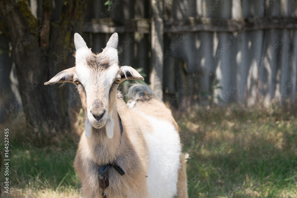 Obraz premium White and beige goat grazes on the meadow