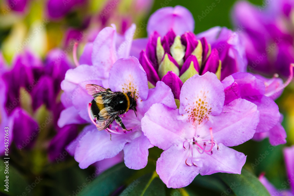 Blooming of Rhododendron. Bumblebee on a flower. Blooming of Rhododendron. Bumblebee on a flower.