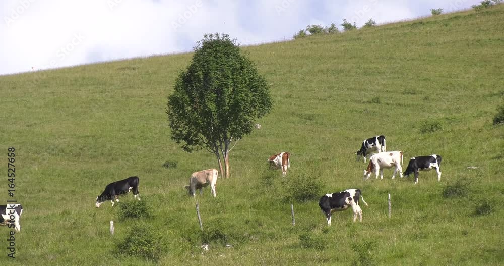 Herd of cows grazing on mountain meadow Herd of cows grazing on mountain meadow
