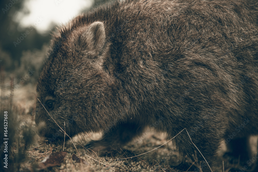 Adorable large wombat during the day looking for grass to eat Adorable large wombat during the day looking for grass to eat
