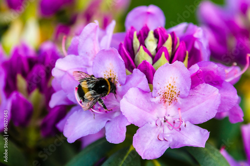 Blooming of Rhododendron. Bumblebee on a flower.