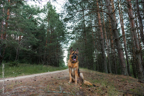 German Shepherd dog sitting on a forest road