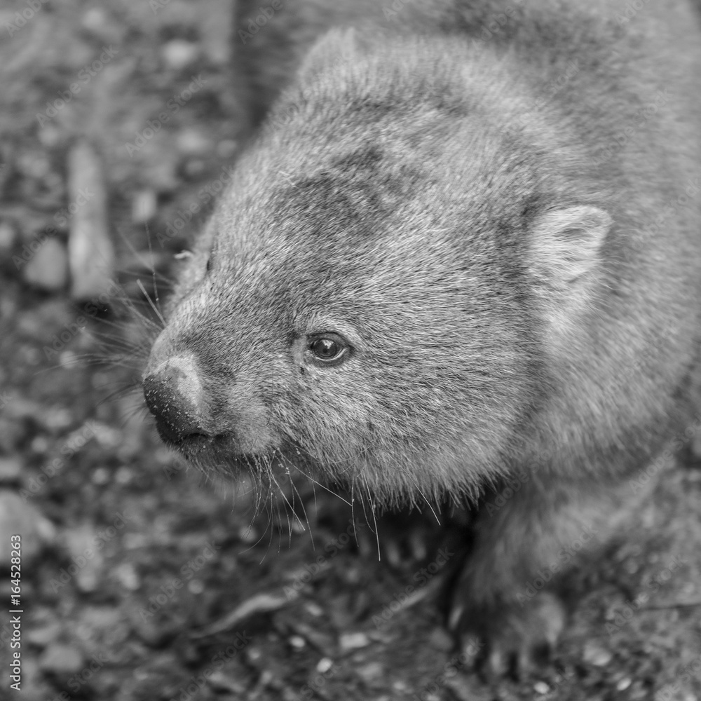 Fototapeta premium Adorable large wombat during the day looking for grass to eat