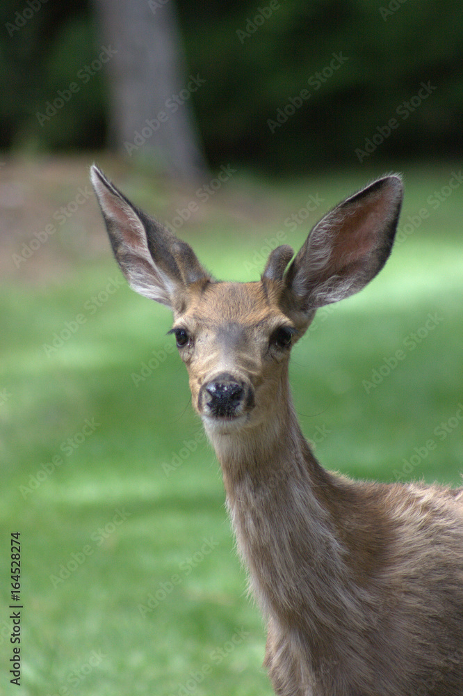 Mule deer buck in velvet.