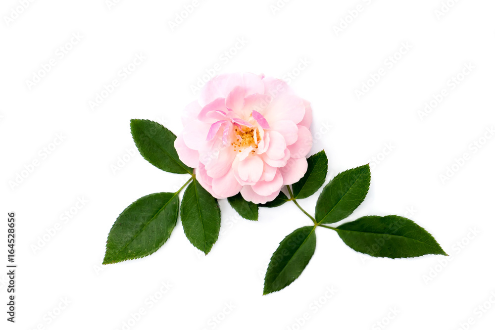 Obraz premium The pink fairy rose flower with leaf on white background.