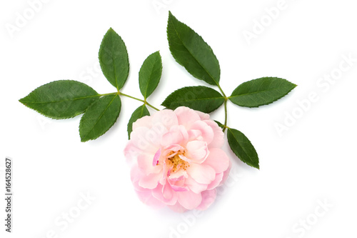 The pink fairy rose flower with leaf on white background.