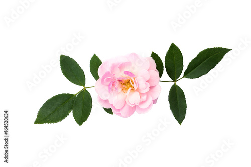 The pink fairy rose flower with leaf on white background.