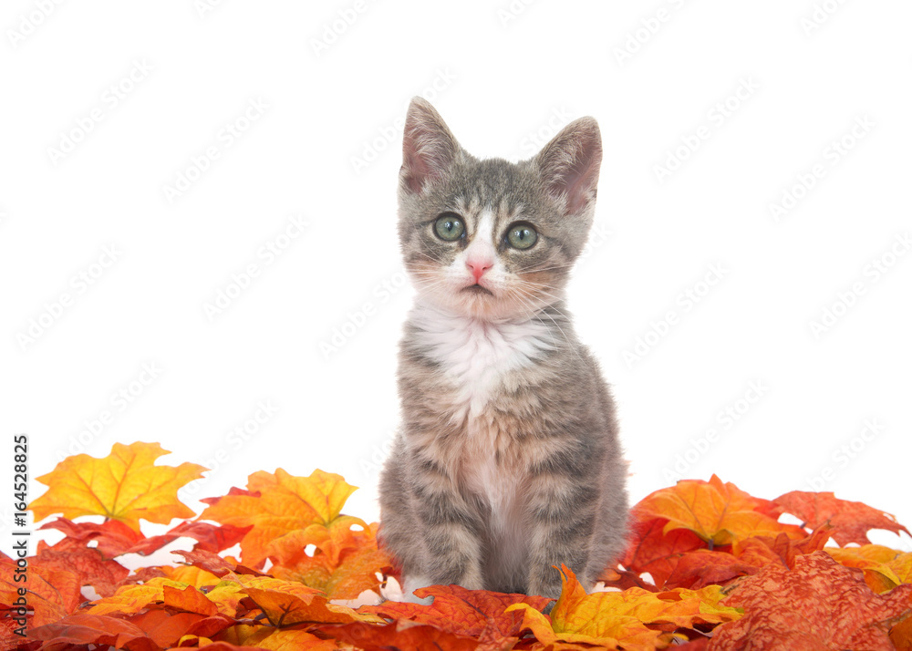 Fototapeta premium Gray and white kitten sitting in a pile of autumn leaves looking at viewer. White background.