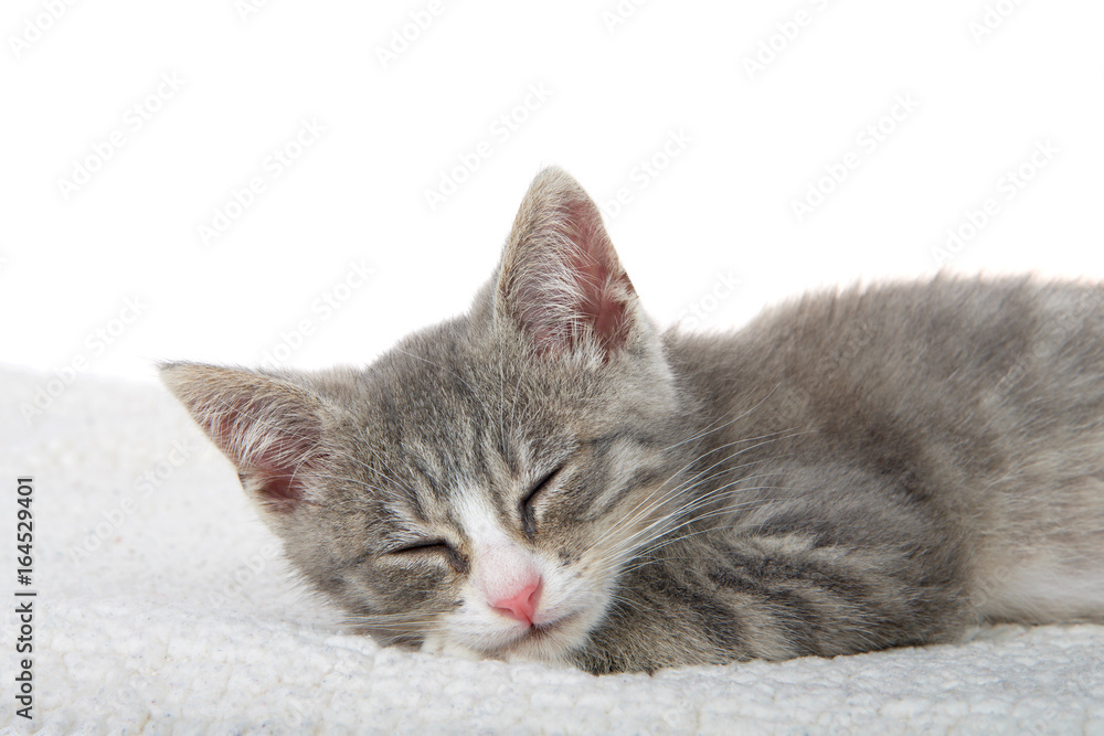 Close up of Gray and white kitten sleeping on sheepskin blanket, eyes closed. white background