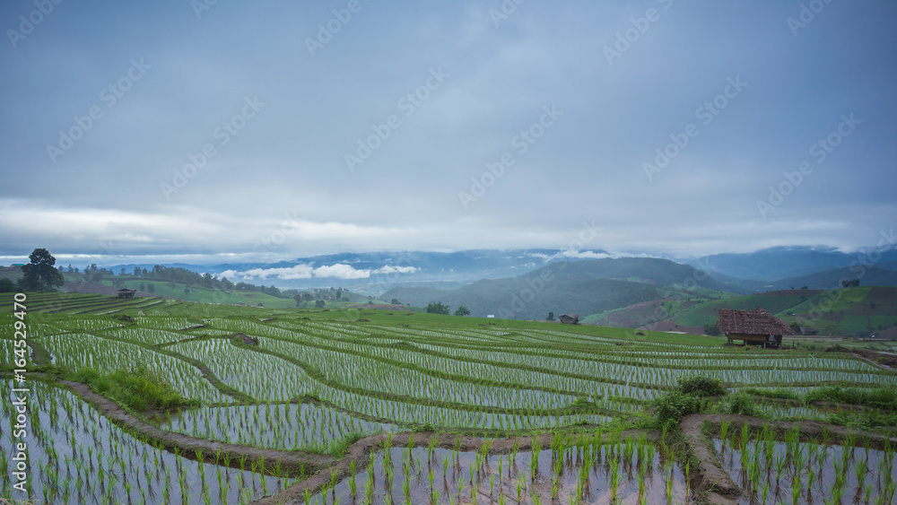 Terraced rice field with mountain background at Ban Pa Bong Piang Chiang Mai in Thailand