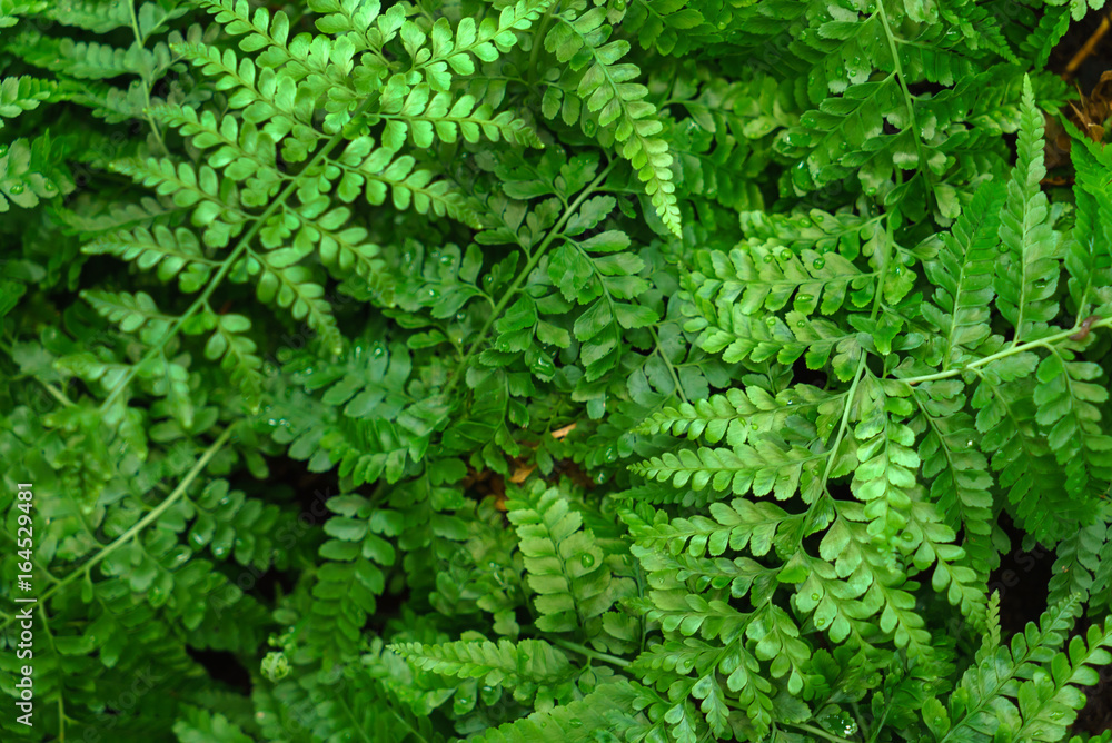 fern in glasshouse fern in glasshouse