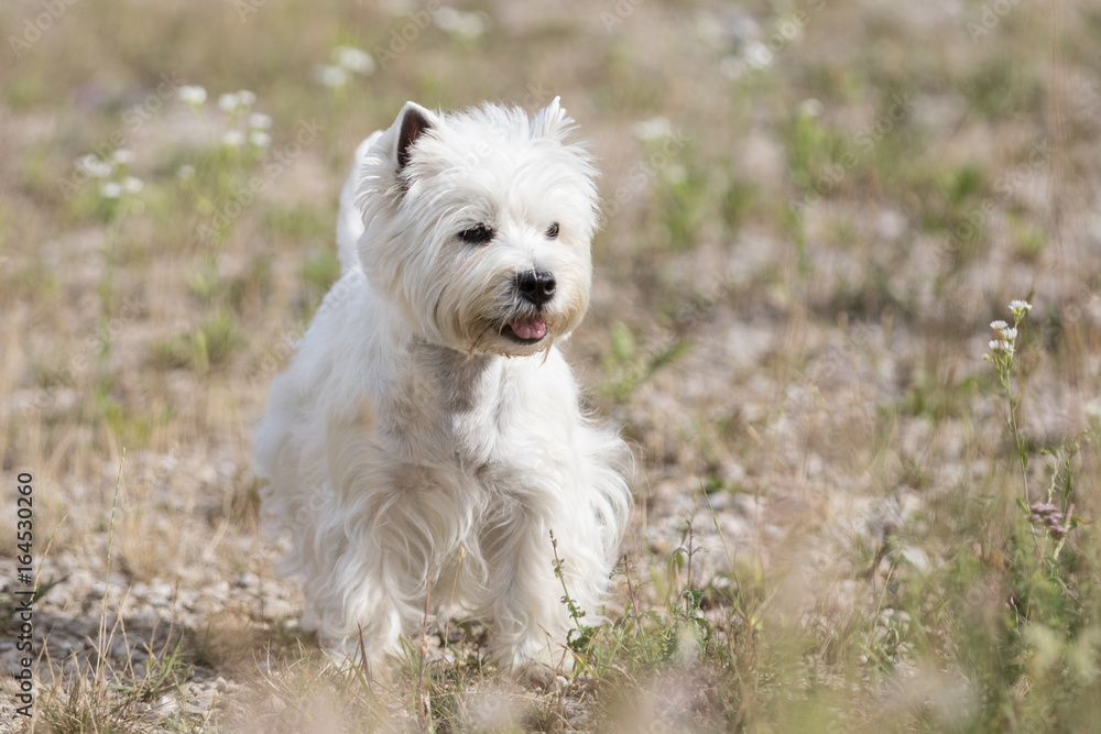 West Highland Terrier Hund beim Spaziergang West Highland Terrier Hund beim Spaziergang
