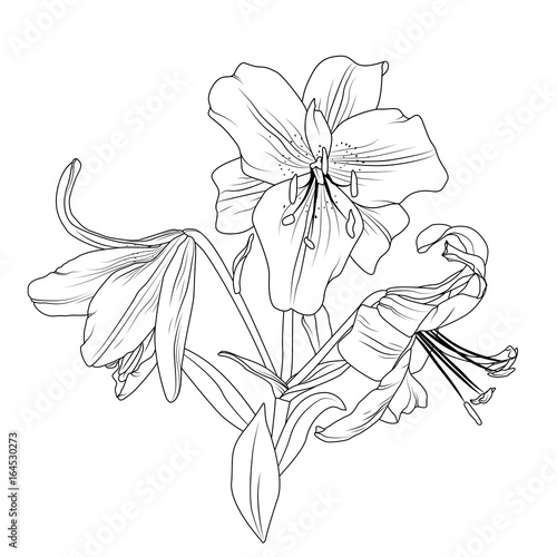 Beautiful blooming lily spring flowers bouquet composition. Detailed outline sketch drawing isolated on white background. Tattoo silhouette object element. Vector design illustration.