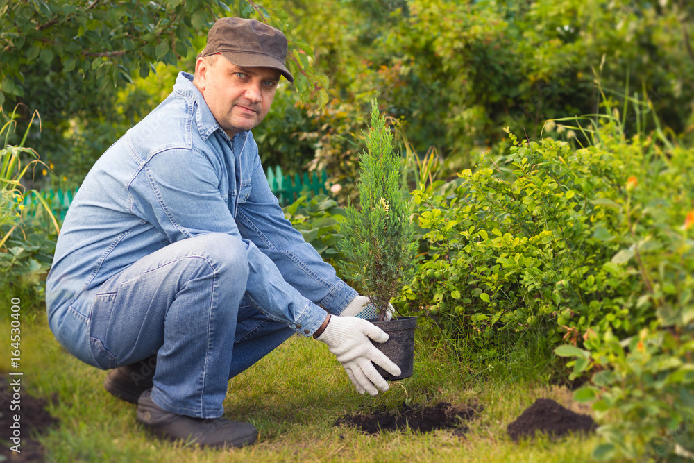 men planting the tree in the garden summer day men planting the tree in the garden summer day