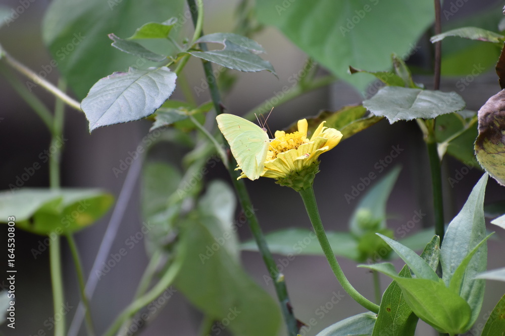 Yellow Butterfly Yellow Butterfly