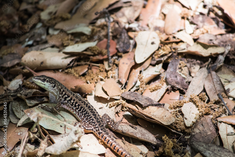 Fototapeta premium Lizard, close up