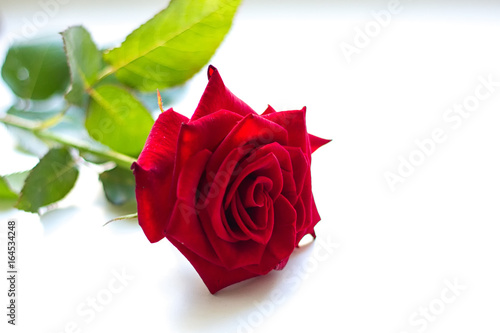 a red rose