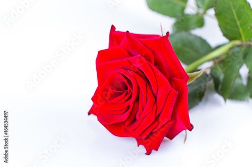 a red rose