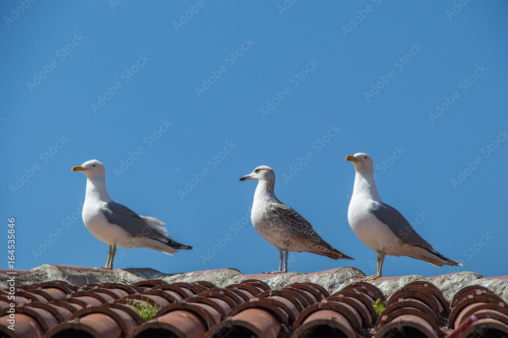 Seagulls sitting on the roof Seagulls sitting on the roof