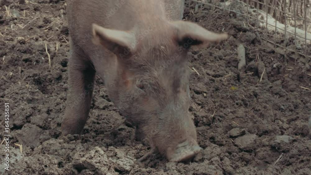 Cinematic portrait of a pig in the mud. Cinematic portrait of a pig in the mud.