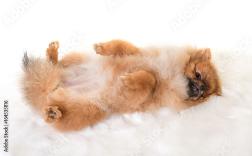 young pomeranian dog