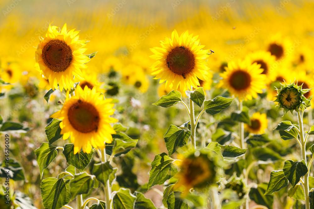 sunflowers fields