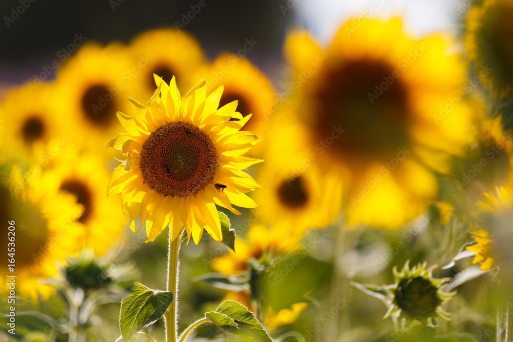 Fototapeta premium sunflowers fields