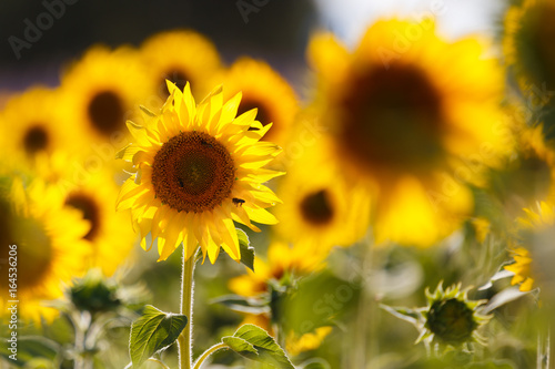 sunflowers fields