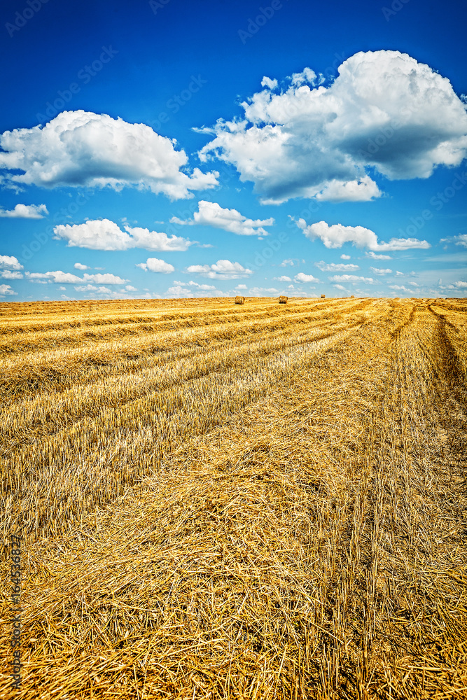 view on harvested field of wheat with cloudy sky