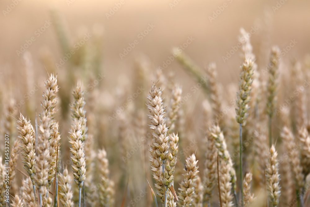 Fototapeta premium ripe golden wheat field in summertime
