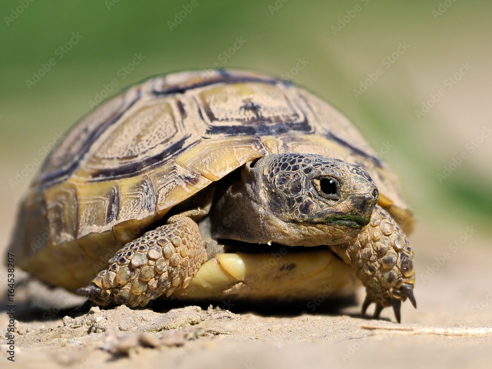 Fototapeta premium Spur thighed turtle (Testudo graeca) in natural habitat
