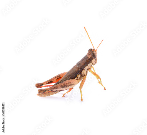 Brown grasshopper isolated on white background. © panor156
