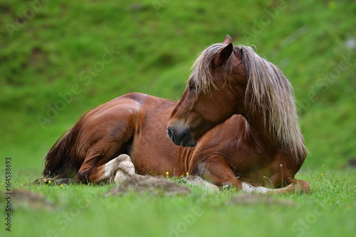 beautiful horse resting on mountain pasture in summer