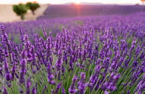 Beautiful lavender fields at sunset time. Valensole.Provence, France