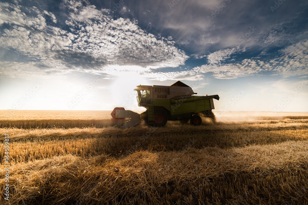 Naklejka premium Harvesting of wheat fields in summer