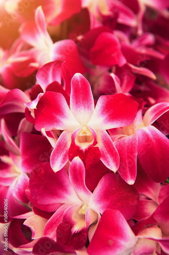 Beautiful orchid flower © kongsak