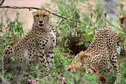 Wild african cheetah hiding with prey in the bushes