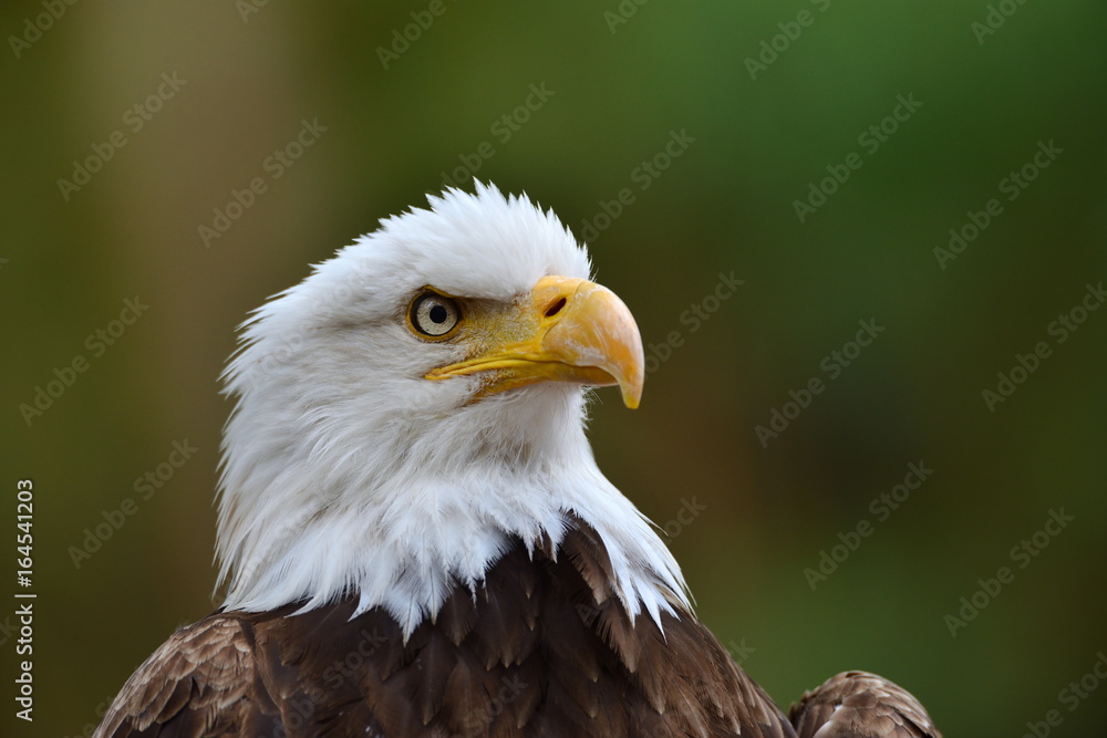 Obraz premium Portret orła bielika (Haliaeetus leucocephalus)